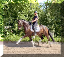 Vito HW trot11.jpeg (928763 bytes)