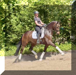 Vito HW trot1.jpeg (677057 bytes)
