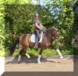 Vito HW trot5.jpeg (858054 bytes)