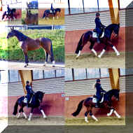 Vivat Rose HW collage _5.jpeg (386346 bytes)