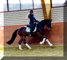Vivat Rose HW canter1.jpeg (242746 bytes)