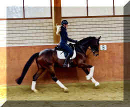 Vivat Rose HW canter3.jpeg (305248 bytes)