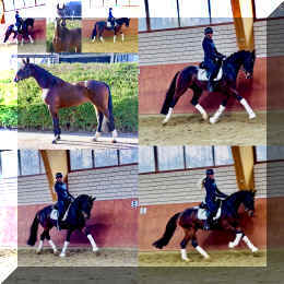 Vivat Rose HW collage _5.jpeg (386346 bytes)