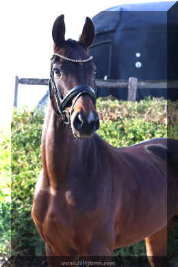 Vivat Rose HW head1.jpeg (1910383 bytes)