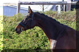 Vivat Rose HW head3.jpeg (3095468 bytes)