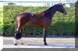 Vivat Rose HW stand2.jpeg (3964984 bytes)