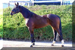 Vivat Rose HW stand3.jpeg (4459215 bytes)