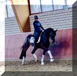 Vivat Rose HW trot4a.jpeg (144521 bytes)