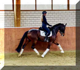 Vivat Rose HW trot5.jpeg (352913 bytes)