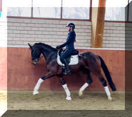 Vivat Rose HW trot9.jpeg (273915 bytes)