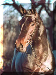 Horse_Collin_L-_2big.jpg (34973 bytes)
