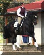 galopp.jpg (11949 bytes)