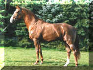doncavallo6.JPG (39154 bytes)