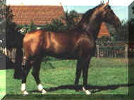 Horse_Ehrentusch-_2big.jpg (60813 bytes)