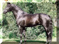 Horse_Weltpoet-_3big.jpg (77158 bytes)