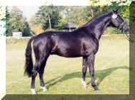 Horse_Weltpoet-big.jpg (61286 bytes)
