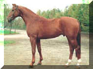 Horse_Westerland-_2.jpg (13943 bytes)