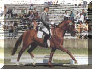 Horse_Westerland-_3.jpg (19447 bytes)