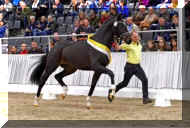 Friedrich Der Grosse trot1.jpg (101684 bytes)
