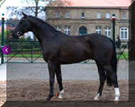 stand2.jpg (265849 bytes)