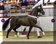 trot3.jpg (294975 bytes)