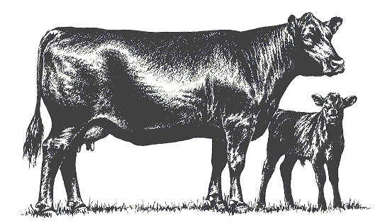 cow and calf clipart - photo #3