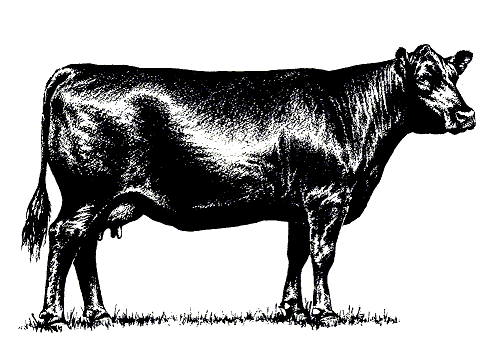 black clipart cow - photo #15