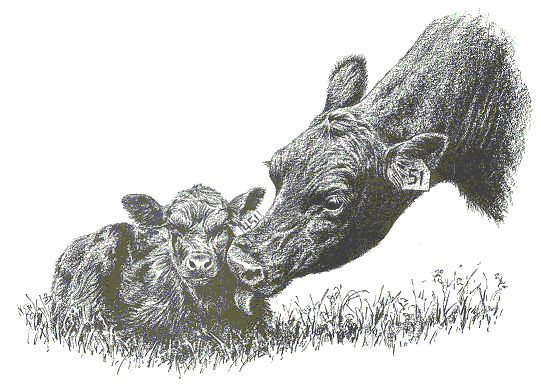 cow and calf clipart - photo #26