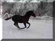 100_0241.jpg (1282581 bytes)