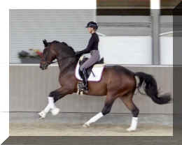 Bestseller HW canter5.jpeg (266746 bytes)
