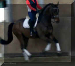 Canter2.jpg (460667 bytes)