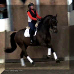Canter3.jpg (123268 bytes)