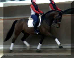Trot5.jpg (289545 bytes)