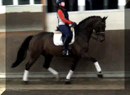 Trot6.jpg (206329 bytes)