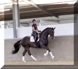 EscaVino HW canter1.jpeg (194683 bytes)
