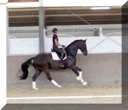 EscaVino HW canter4.jpeg (191134 bytes)