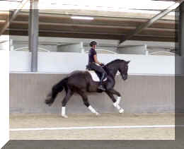 EscaVino HW canter5.jpeg (222090 bytes)