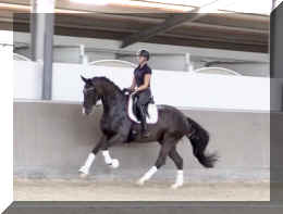 EscaVino HW canter7.jpeg (170189 bytes)
