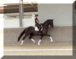 EscaVino HW trot7.jpeg (204188 bytes)