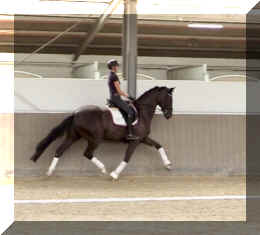 EscaVino HW trot8.jpeg (219176 bytes)