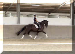 EscaVino HW trot9.jpeg (249096 bytes)