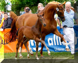 Ferdinand HW foal1.jpg (362010 bytes)