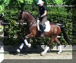 Fine Desgin-Canter-11.JPG (256018 bytes)
