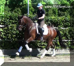 Fine Desgin-Canter-9.JPG (259692 bytes)