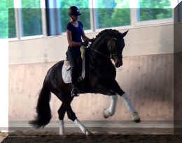 FirstChoice HW canter1.jpg (227045 bytes)