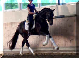 FirstChoice HW canter2.jpg (255041 bytes)