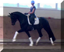 FirstChoice HW trot4.jpg (259573 bytes)