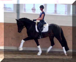 FirstChoice HW trot8.jpg (173381 bytes)
