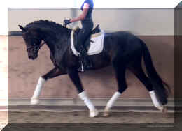 FirstChoice HW trot9.jpg (286612 bytes)