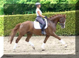 Flirtini HW outside trot3.jpeg (1053925 bytes)